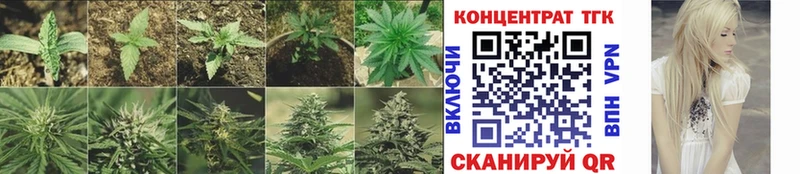 блэк спрут зеркало Суздаль ТГК THC oil закладки